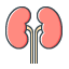 Kidney teransplant icon